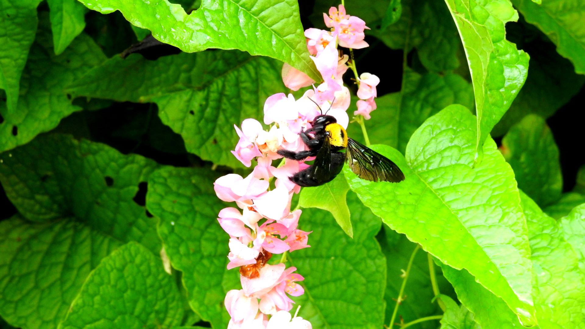 Does structure of eyes help in finding a mate? Study on carpenter bees says so
